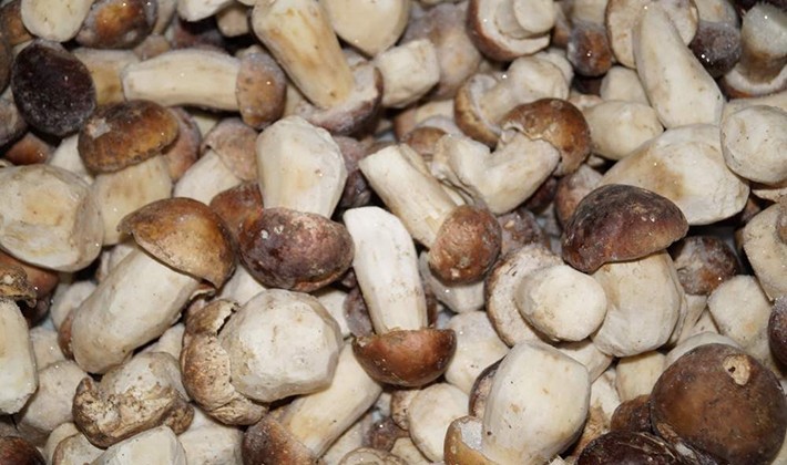 Freezing recipes for porcini mushrooms for the winter