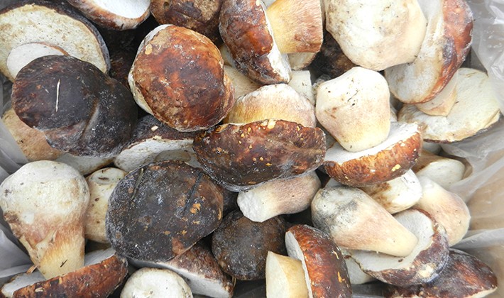 Freezing recipes for porcini mushrooms for the winter