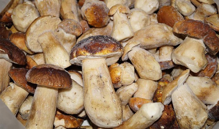 Freezing recipes for porcini mushrooms for the winter