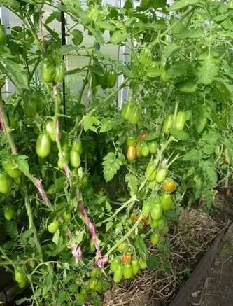 French grape tomato: characteristics and description of the variety