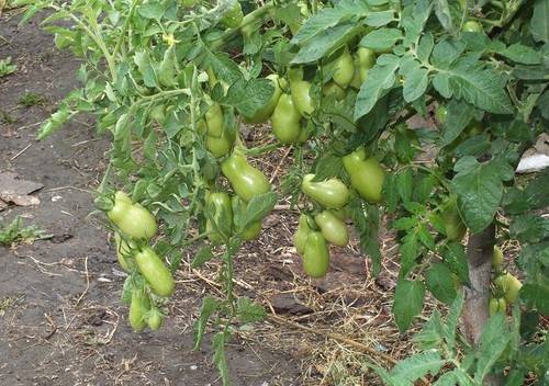 French grape tomato: characteristics and description of the variety