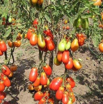 French grape tomato: characteristics and description of the variety