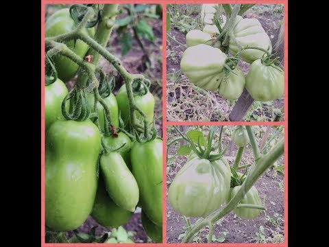 French grape tomato: characteristics and description of the variety