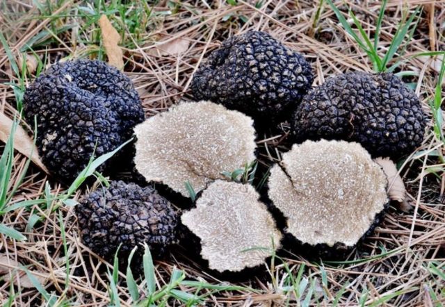 French truffle mushroom: edibility, description and photo