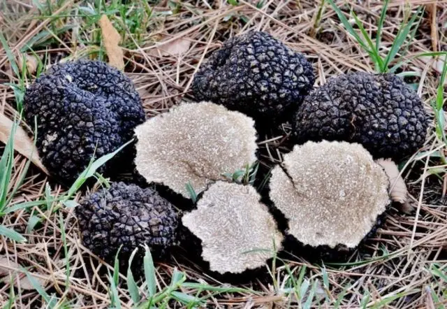 French truffle mushroom: edibility, description and photo