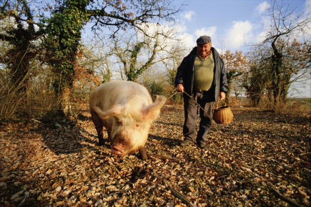 French truffle mushroom: edibility, description and photo