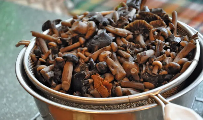 Fried autumn mushrooms: simple recipes