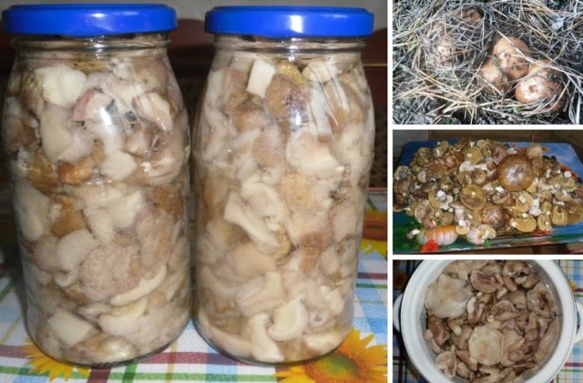 Fried boletus for the winter in jars: recipes with photos, harvesting mushrooms