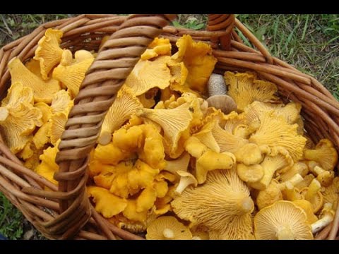 Fried chanterelles for the winter: cooking recipes