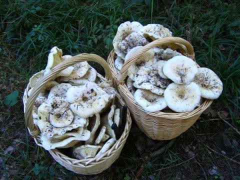 Fried mushrooms: 8 cooking recipes