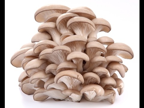 Fried oyster mushrooms for the winter: cooking recipes