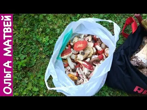 Fried russula: cooking recipes, how to prepare for the winter