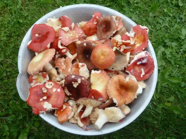 Fried russula: cooking recipes, how to prepare for the winter