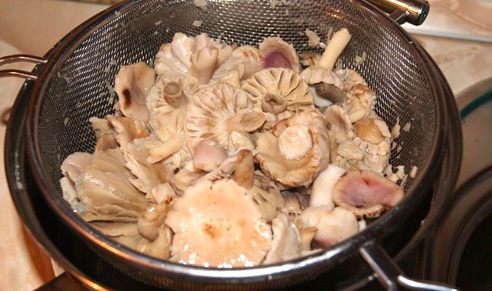 Fried russula: mushroom recipes