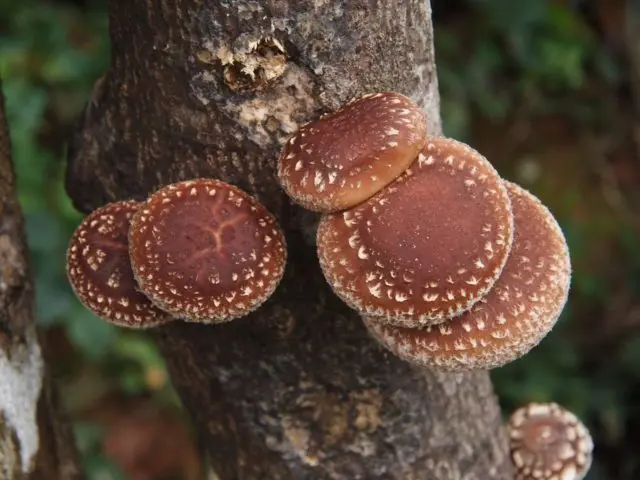 Fried Shiitake: cooking recipes