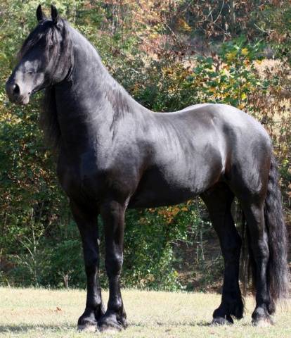 Friesian horse breed