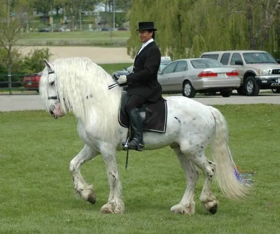 Friesian horse breed