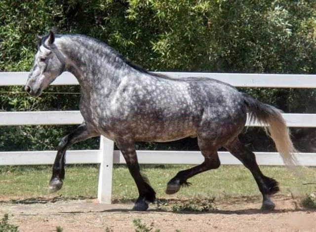 Friesian horse breed