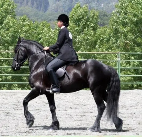 Friesian horse breed