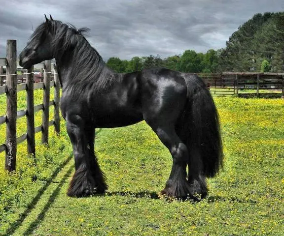 Friesian horse breed