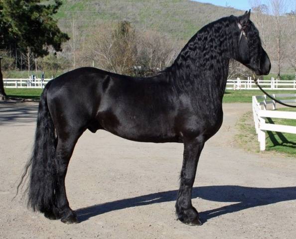 Friesian horse breed