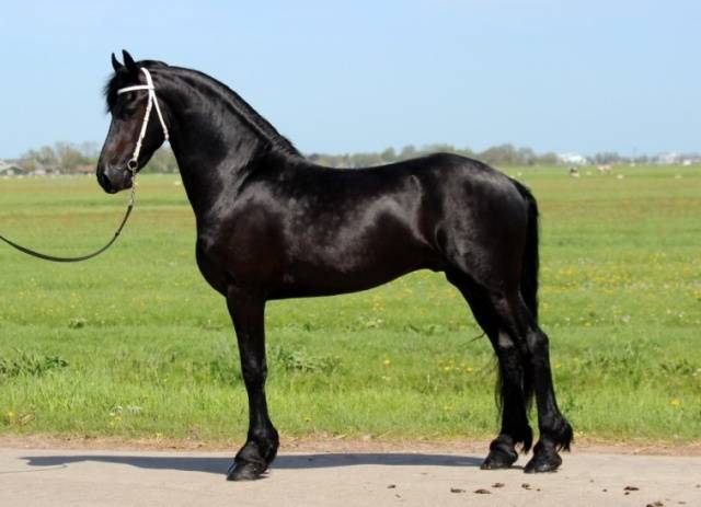 Friesian horse breed