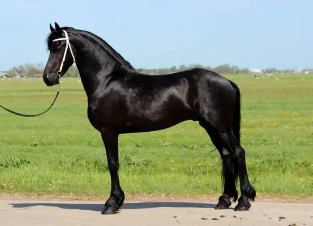 Friesian horse breed