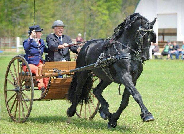 Friesian horse breed