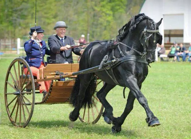 Friesian horse breed