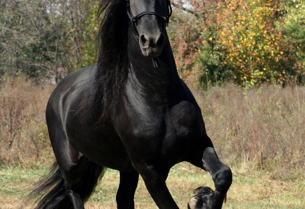 Friesian horse breed