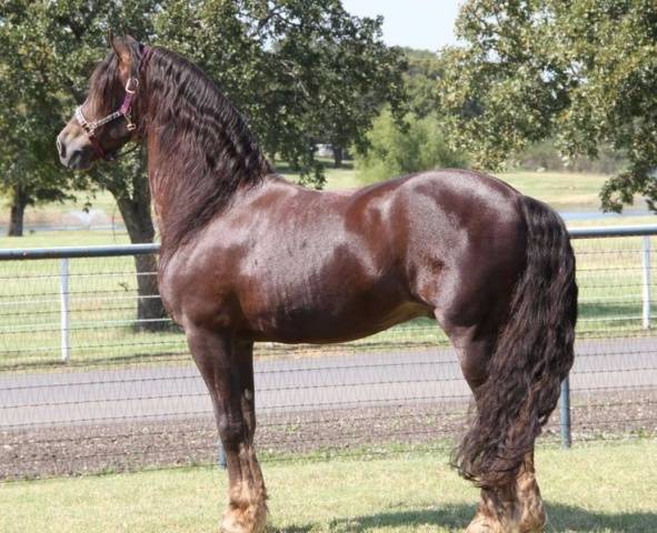 Friesian horse breed