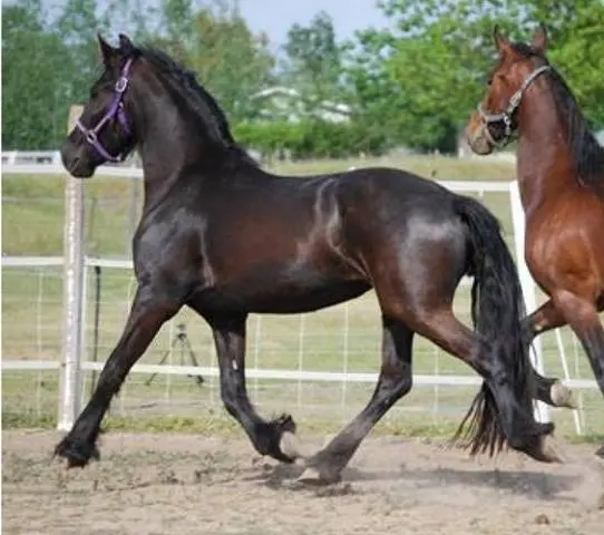 Friesian horse breed