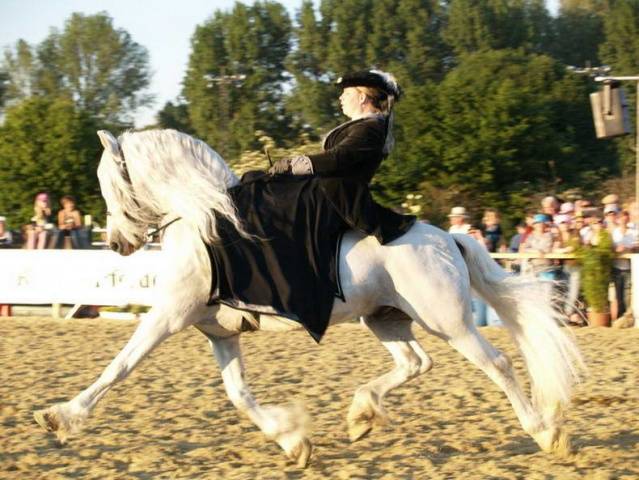 Friesian horse breed