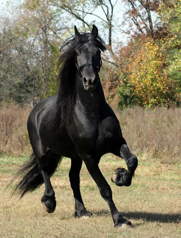 Friesian horse breed