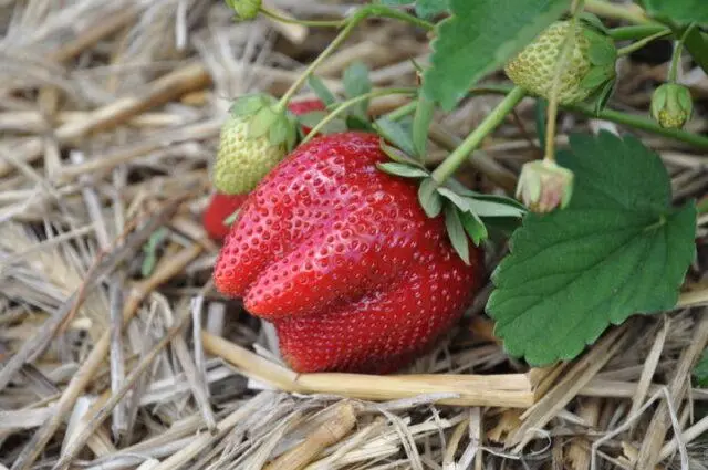 Frigo strawberry growing technology: description, planting, care