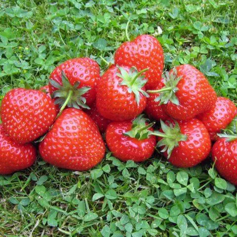 Frigo strawberry growing technology: description, planting, care