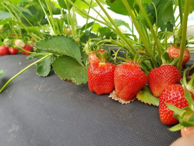 Frigo strawberry growing technology: description, planting, care