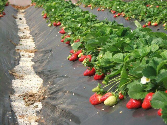 Frigo strawberry growing technology: description, planting, care