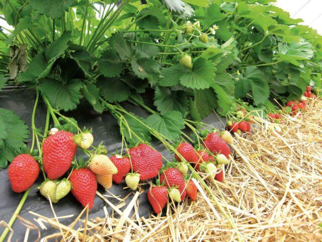 Frigo strawberry growing technology: description, planting, care