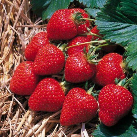 Frigo strawberry growing technology: description, planting, care