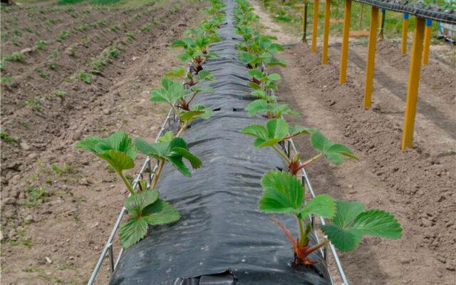 Frigo strawberry growing technology: description, planting, care