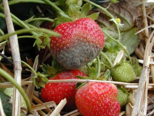 Frigo strawberry growing technology: description, planting, care