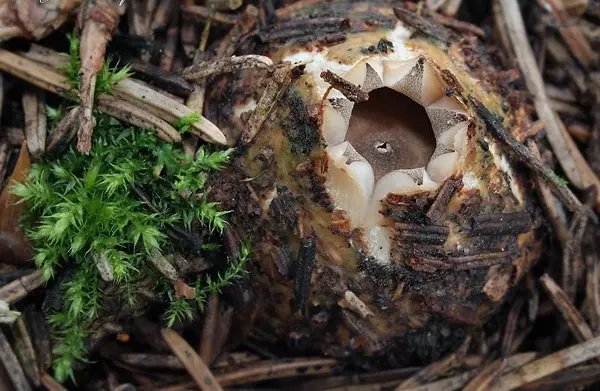 Fringed asterisk (Geastrum fringed, sitting asterisk): photo and description