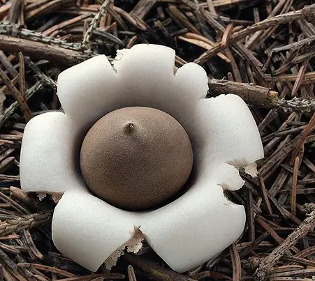 Fringed asterisk (Geastrum fringed, sitting asterisk): photo and description