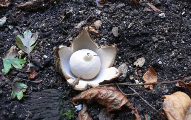 Fringed asterisk (Geastrum fringed, sitting asterisk): photo and description