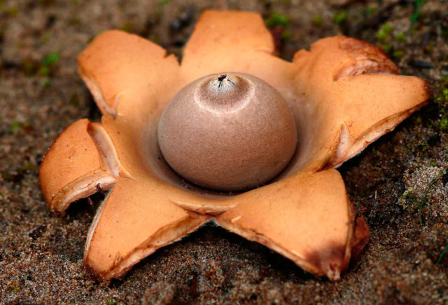 Fringed asterisk (Geastrum fringed, sitting asterisk): photo and description