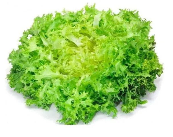 Frise salad (frise): description, types, benefits, calories per 100 grams