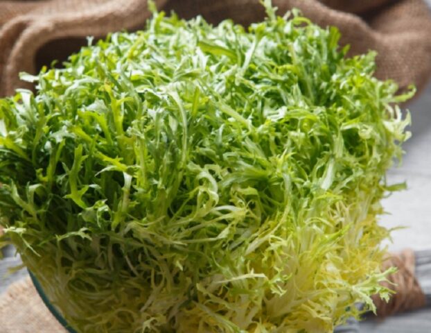 Frise salad (frise): description, types, benefits, calories per 100 grams