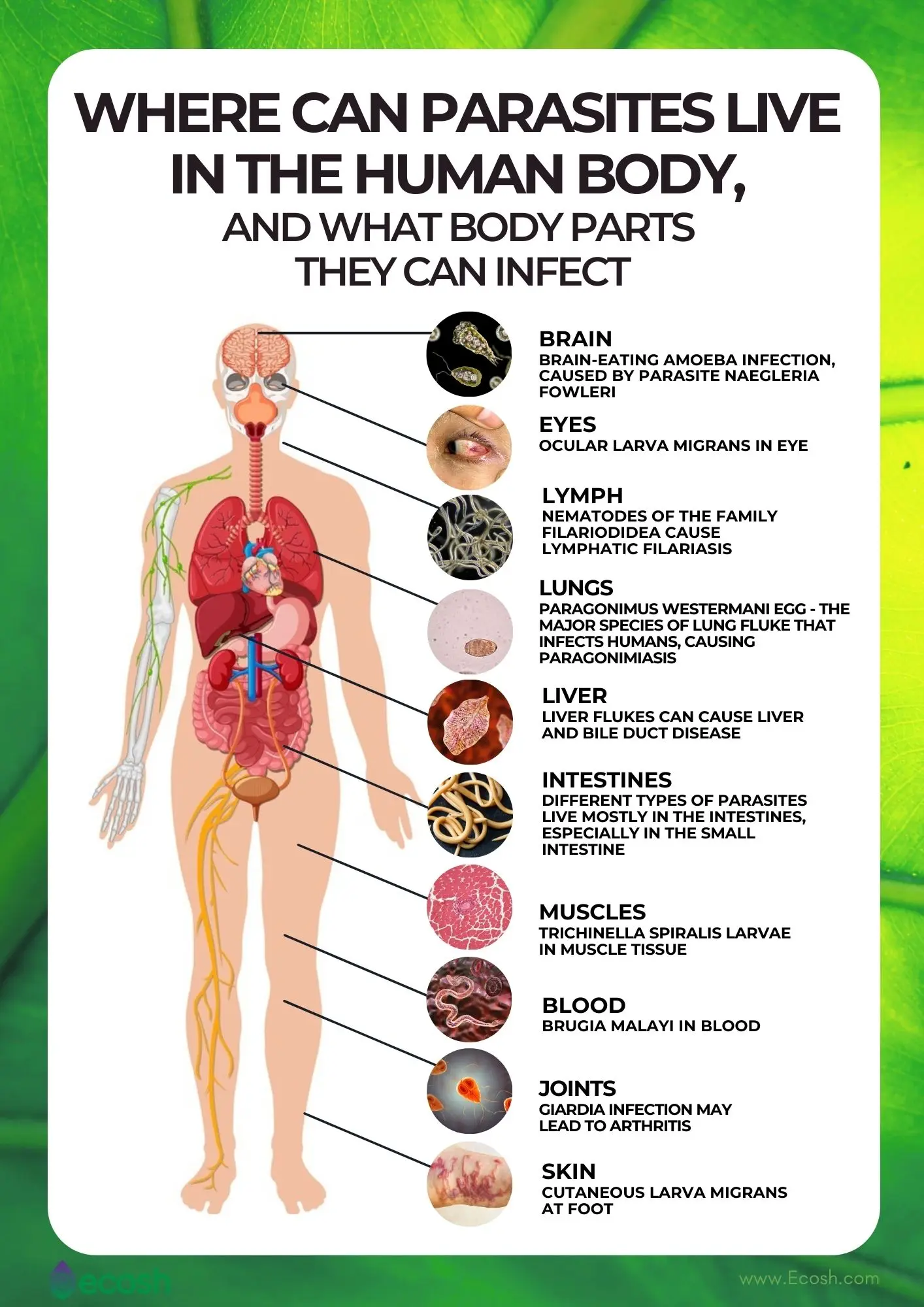 From parasite to human