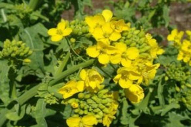 From the Colorado potato beetle mustard and vinegar: reviews